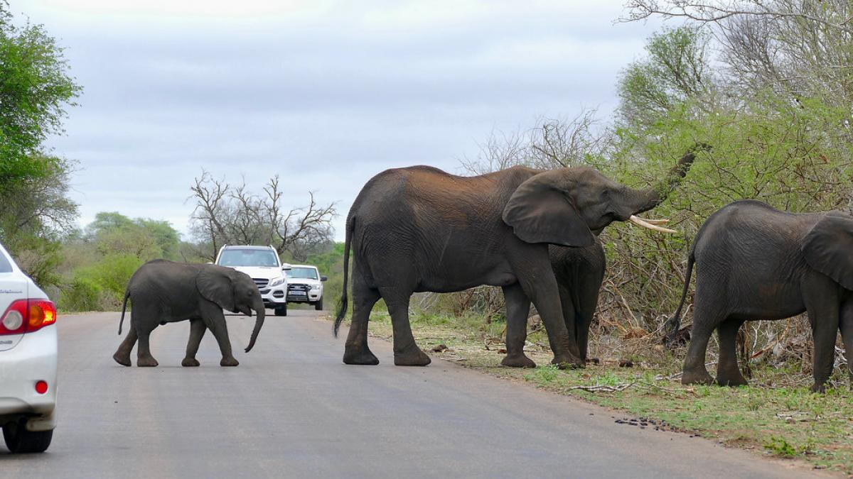 Kerala HC expresses displeasure at the increasing Human-Animal conflict